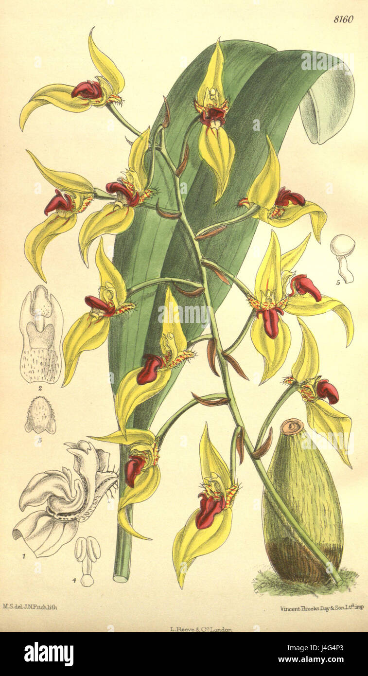 Sunipia dichroma (as Bulbophyllum dichromum)   Curtis' 133 (Ser. 4 no. 3) pl. 8160 (1907) Stock Photo