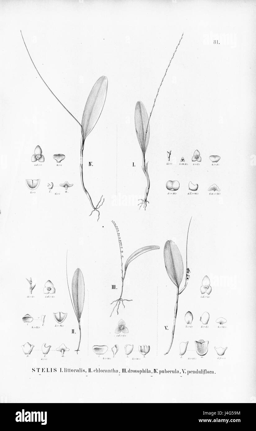 Stelis argentata (as S. littoralis) S. chlorantha S. intermedia (as S. drosophila) Stelis papaquerensis (as S. puberula and S. penduliflora)   Fl.Br. 3 4 81 Stock Photo