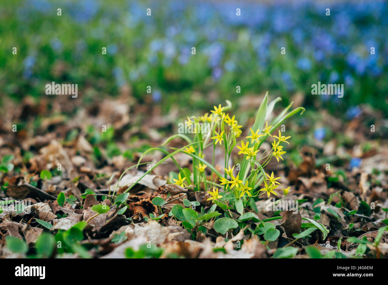 Gagea lutea or yellow Star-of-Bethlehem flowers, springtime background Stock Photo