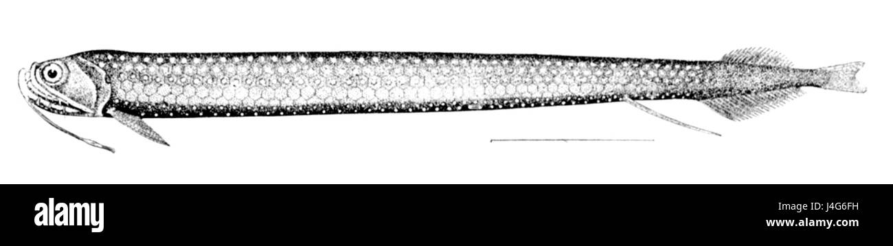 Stomias affinis Stock Photo