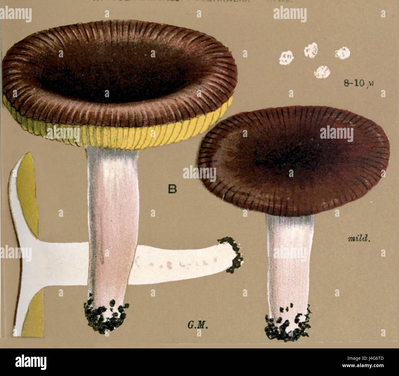 Russulaceae Russula nitida var. cuprea, commonly known as a mushroom in the ...