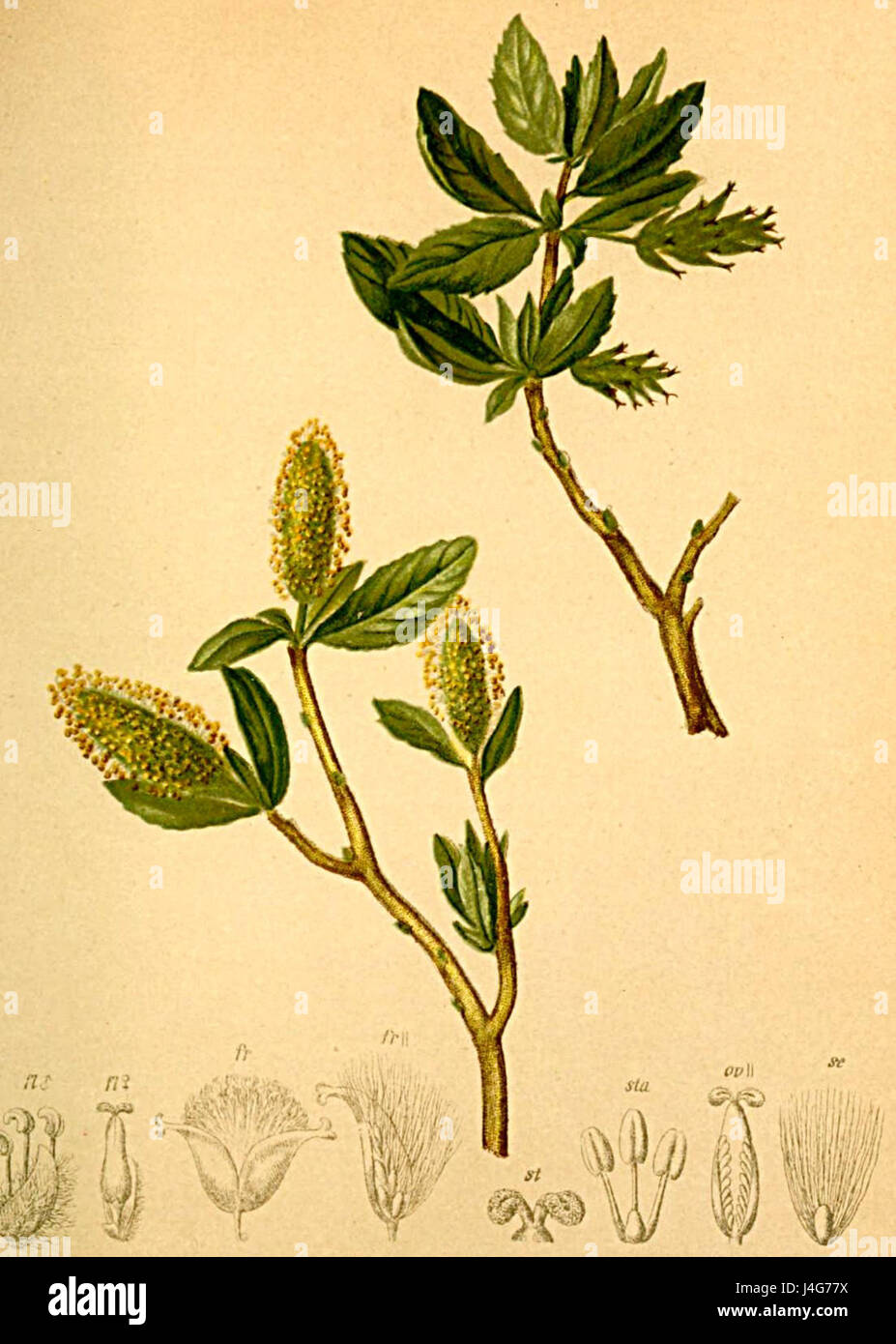Salix waldsteiniana Atlas Alpenflora Stock Photo