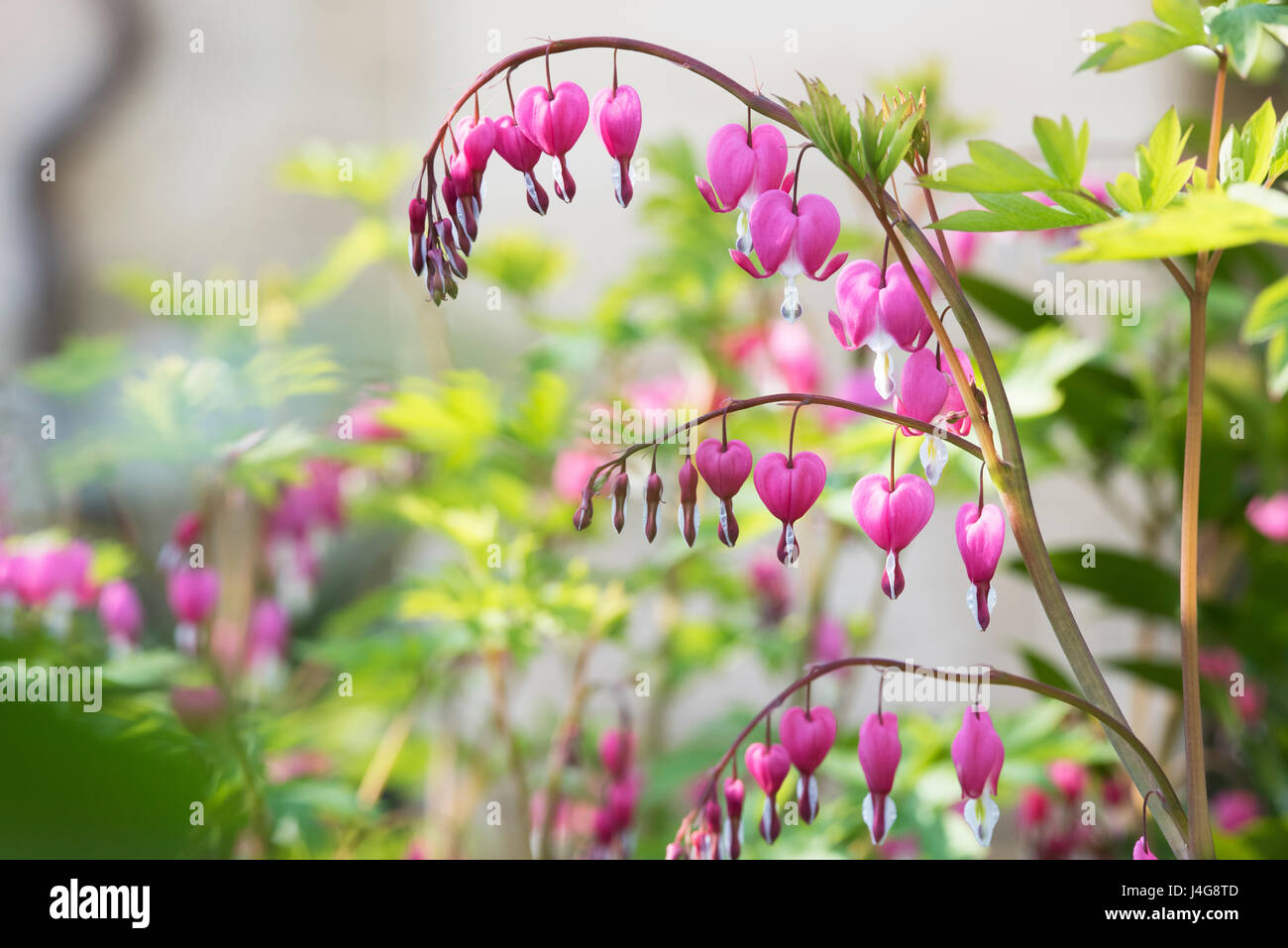 Lamprocapnos spectabilis. Bleeding heart flowers Stock Photo