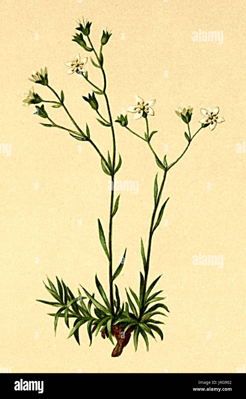 Saxifraga tenella Atlas Alpenflora Stock Photo