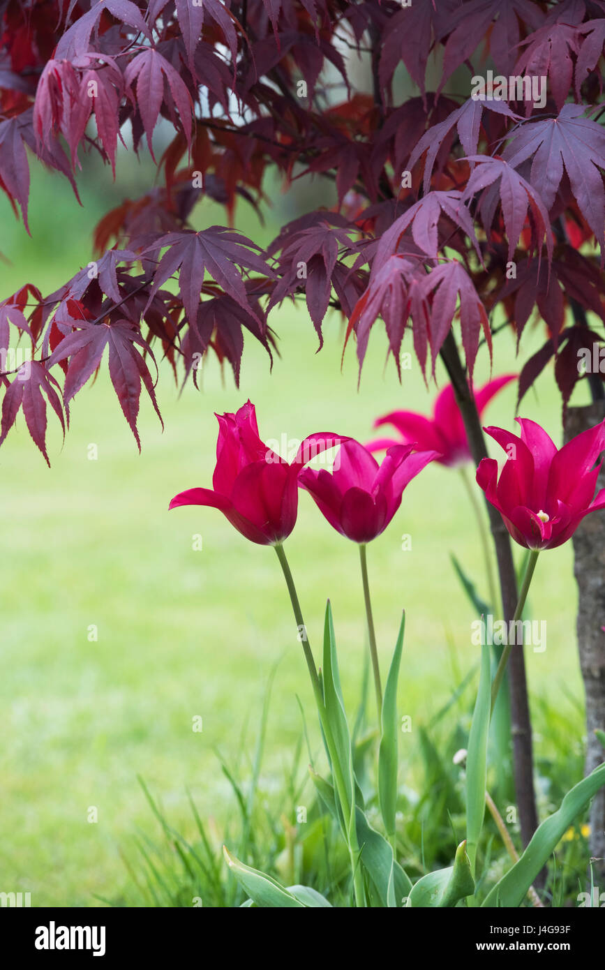 Tulipa. Lily flowered tulip flowers underneath and acer tree in an english garden. UK Stock Photo