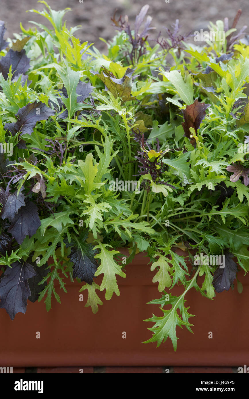 Mixed salad leaves grown in a container in april. UK Stock Photo