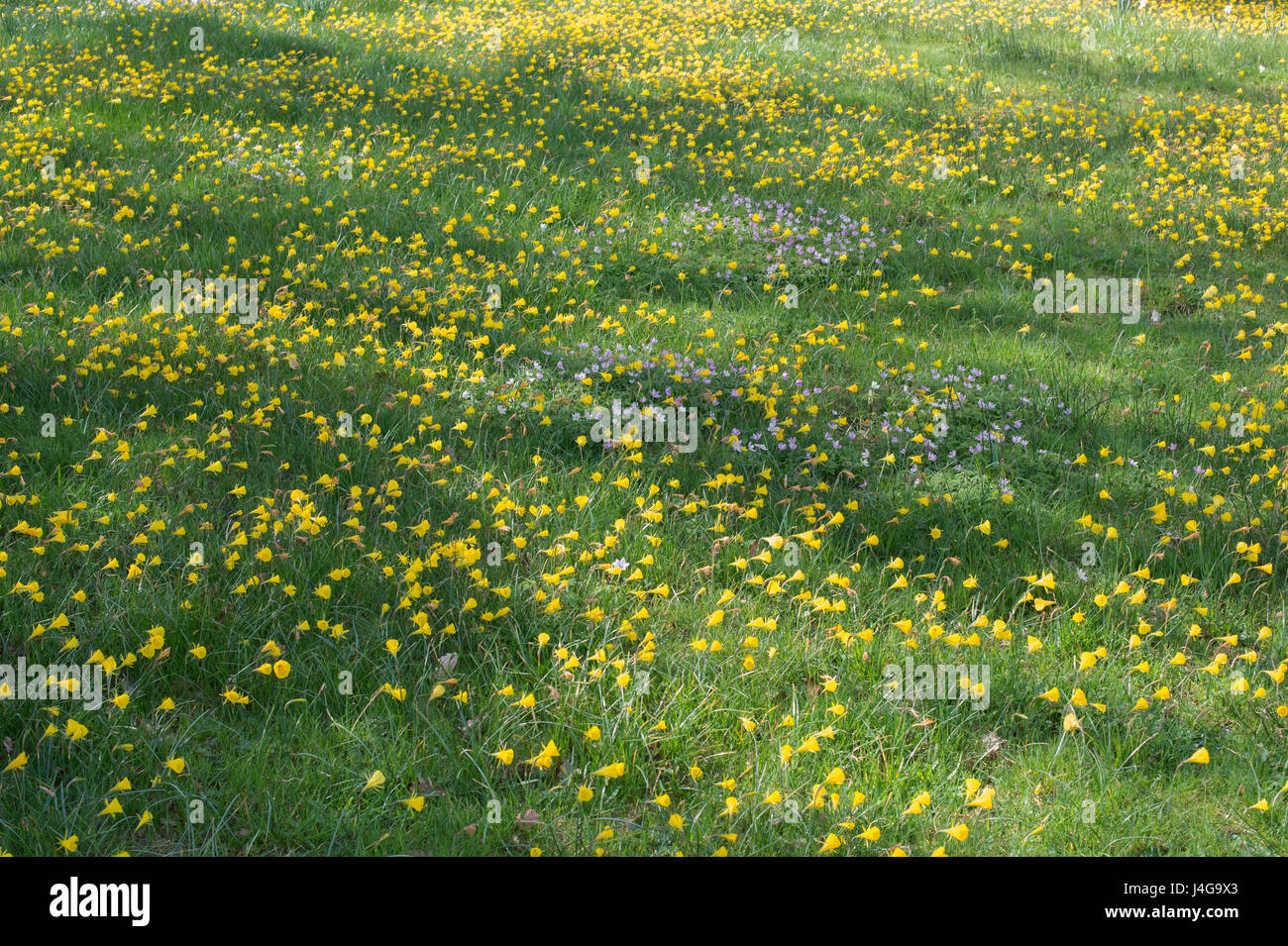 Narcissus bulbocodium. Hoop petticoat daffodil covering a grass bank at RHS Wisley Gardens. Surrey. UK Stock Photo