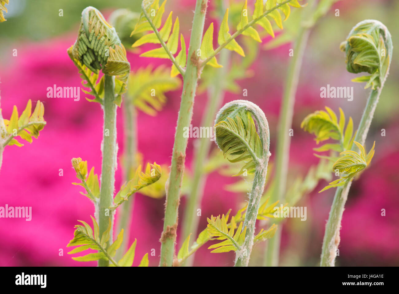 Osmunda regalis. New Royal fern fronds unfolding in april. UK Stock Photo