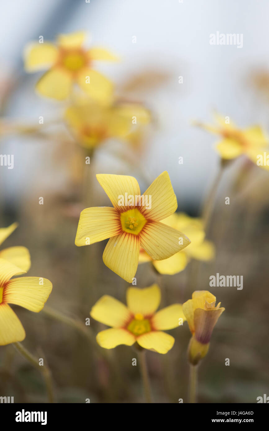 Oxalis purpurea yellow-flowered. Yellow sorrel flowers Stock Photo