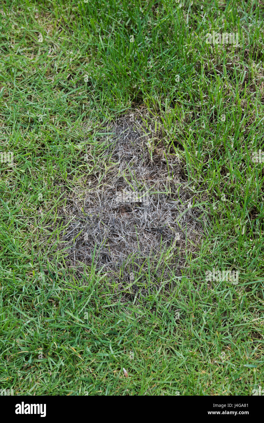 Patches of dying grass on a lawn. UK Stock Photo