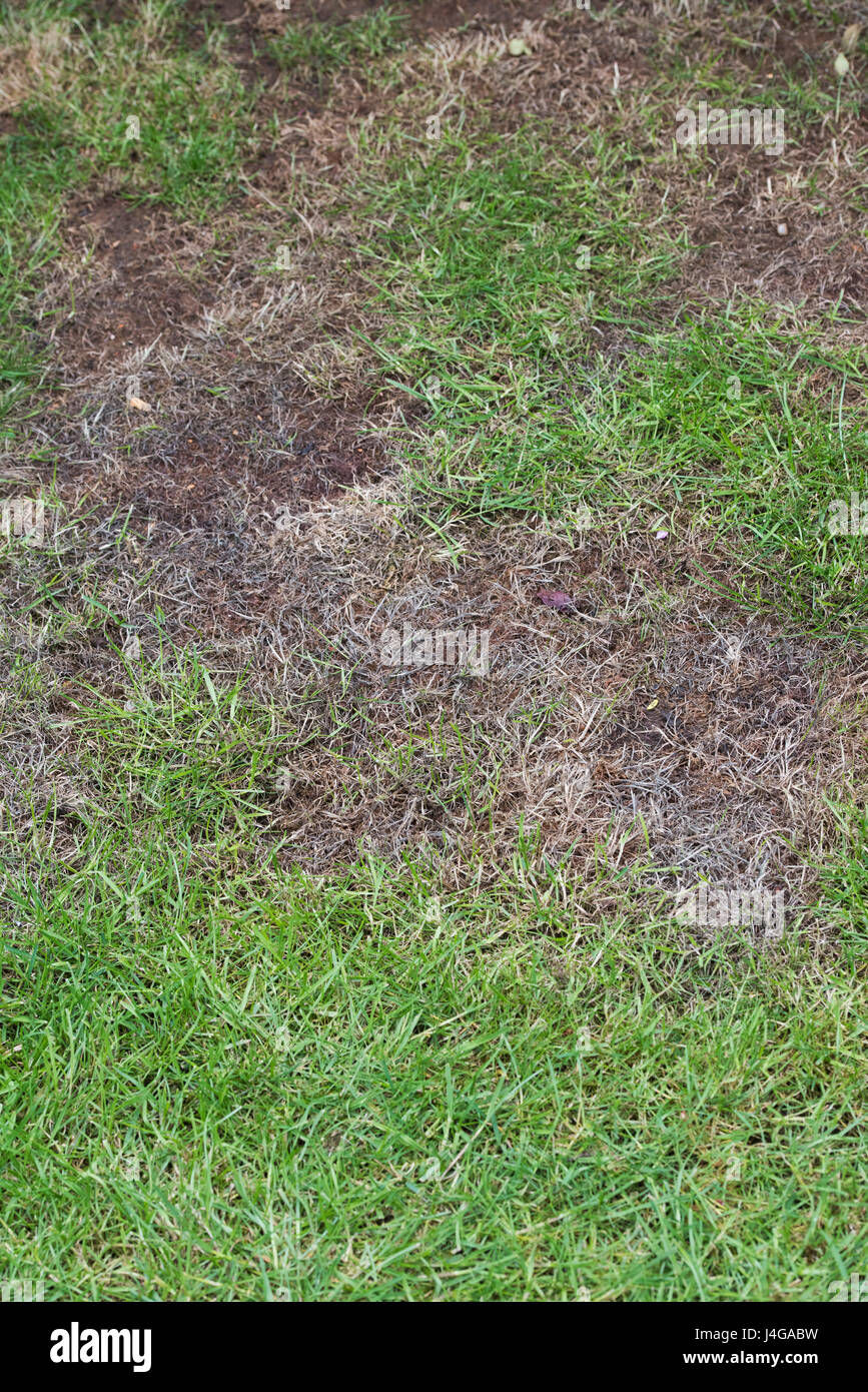 Patches of dying grass on a lawn. UK Stock Photo