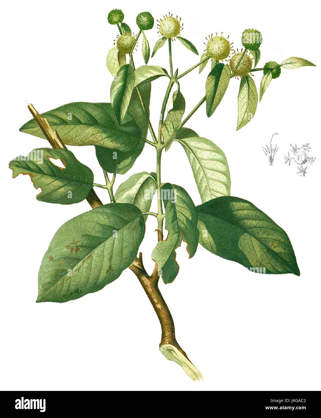Stephegyne diversifolia Blanco1.131b cropped Stock Photo