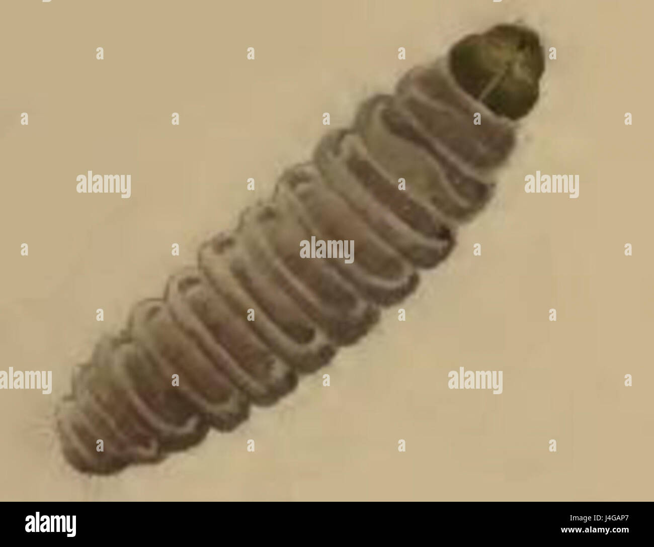 Stathmopoda pedella larva Stock Photo