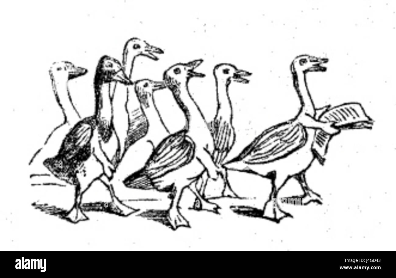 Sturmpetition der Enten, translated as 'Duck Assault Competition ...