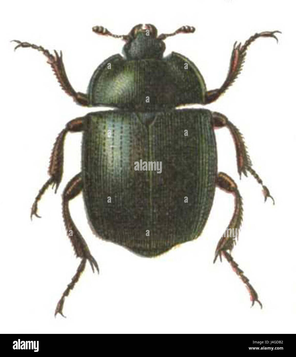 Sphaeritidae Sphaerites hi-res stock photography and images - Alamy