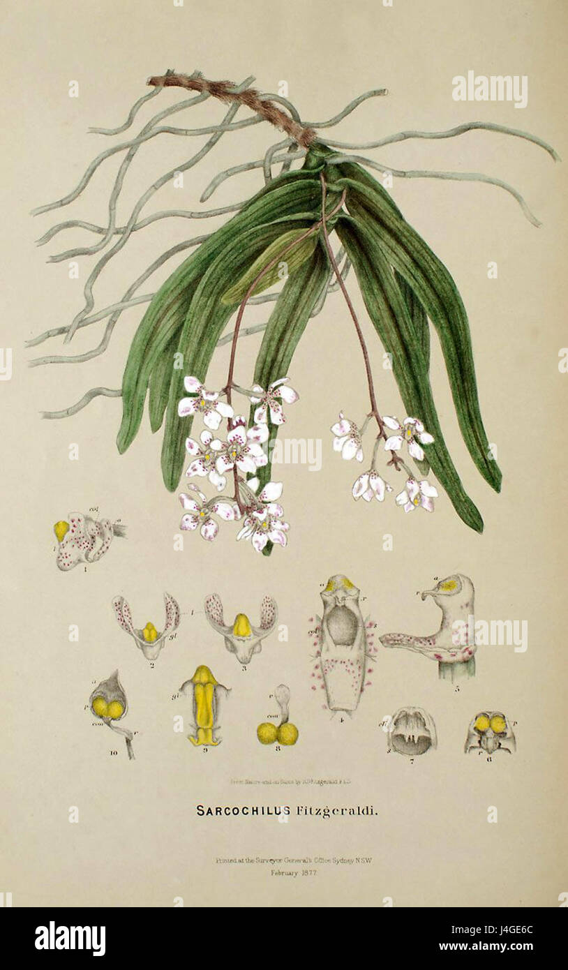 Sarcochilus fitzgeraldii   FitzGerald, Australian Orchids   vol. 1 pl. 19 (1882) Stock Photo