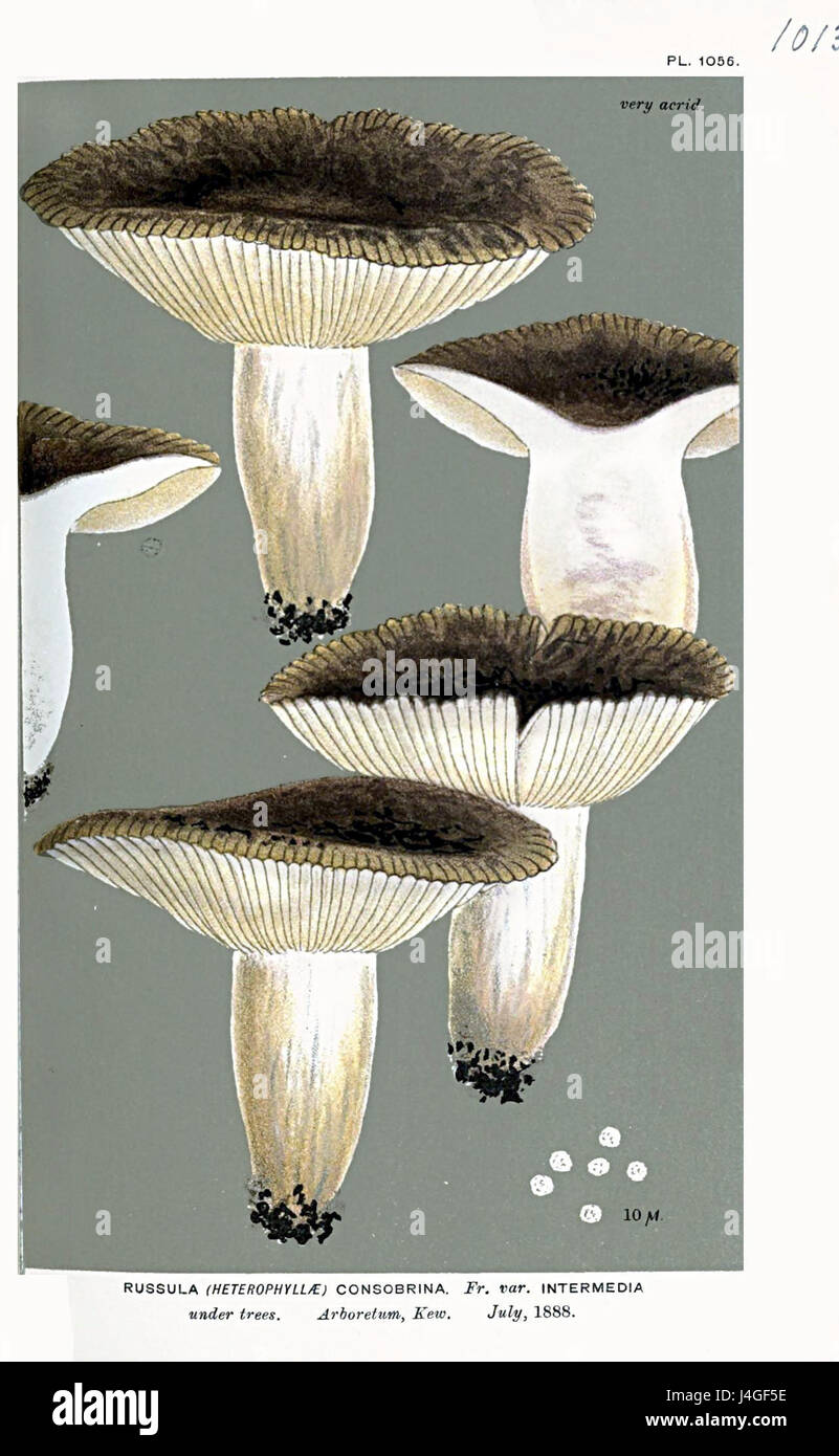 Russula consobrina var. intermedia Cooke Stock Photo