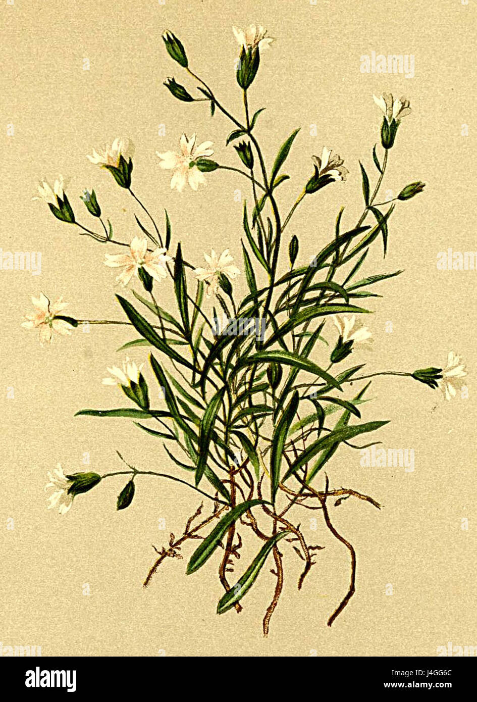 Silene alpestris Atlas Alpenflora Stock Photo