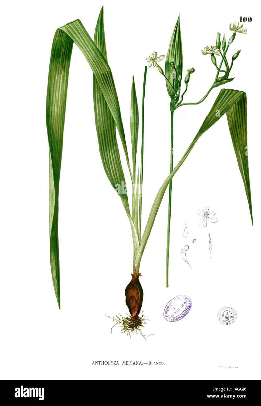 Sisyrinchium palmifolium Blanco1.100 Stock Photo