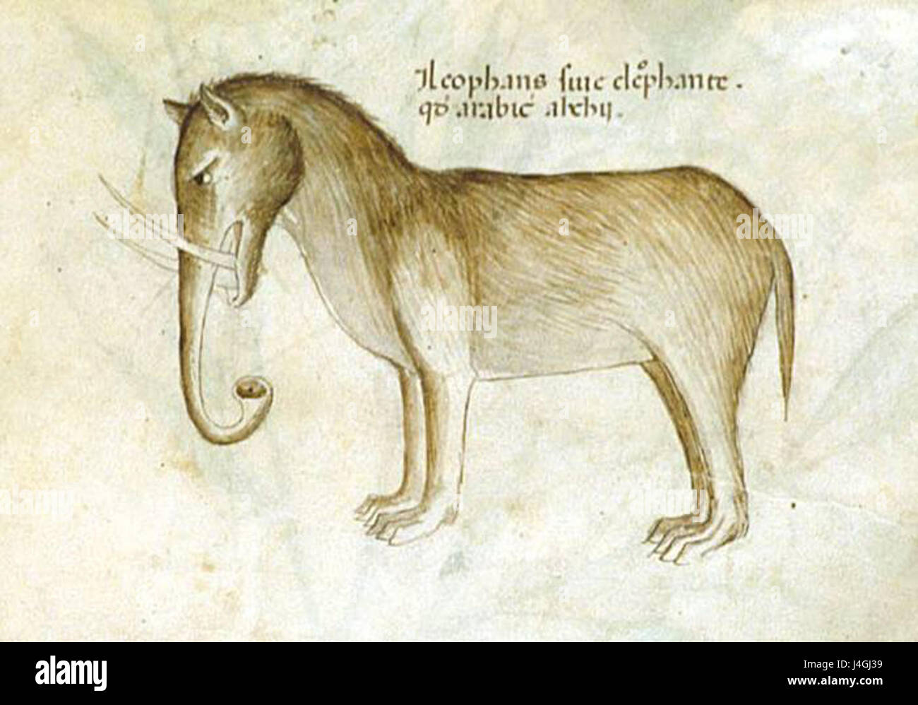 Sloane 4016 f.50 Animals DetailElephant Stock Photo Alamy