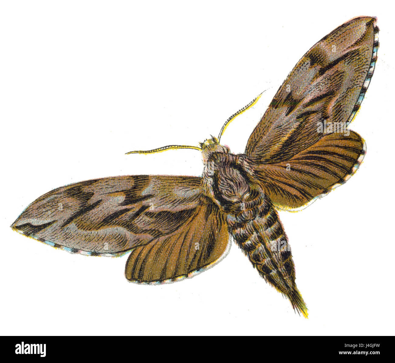 Sphinx Moth Pin Sphinx moths life cycle hi-res stock photography and images - Alamy