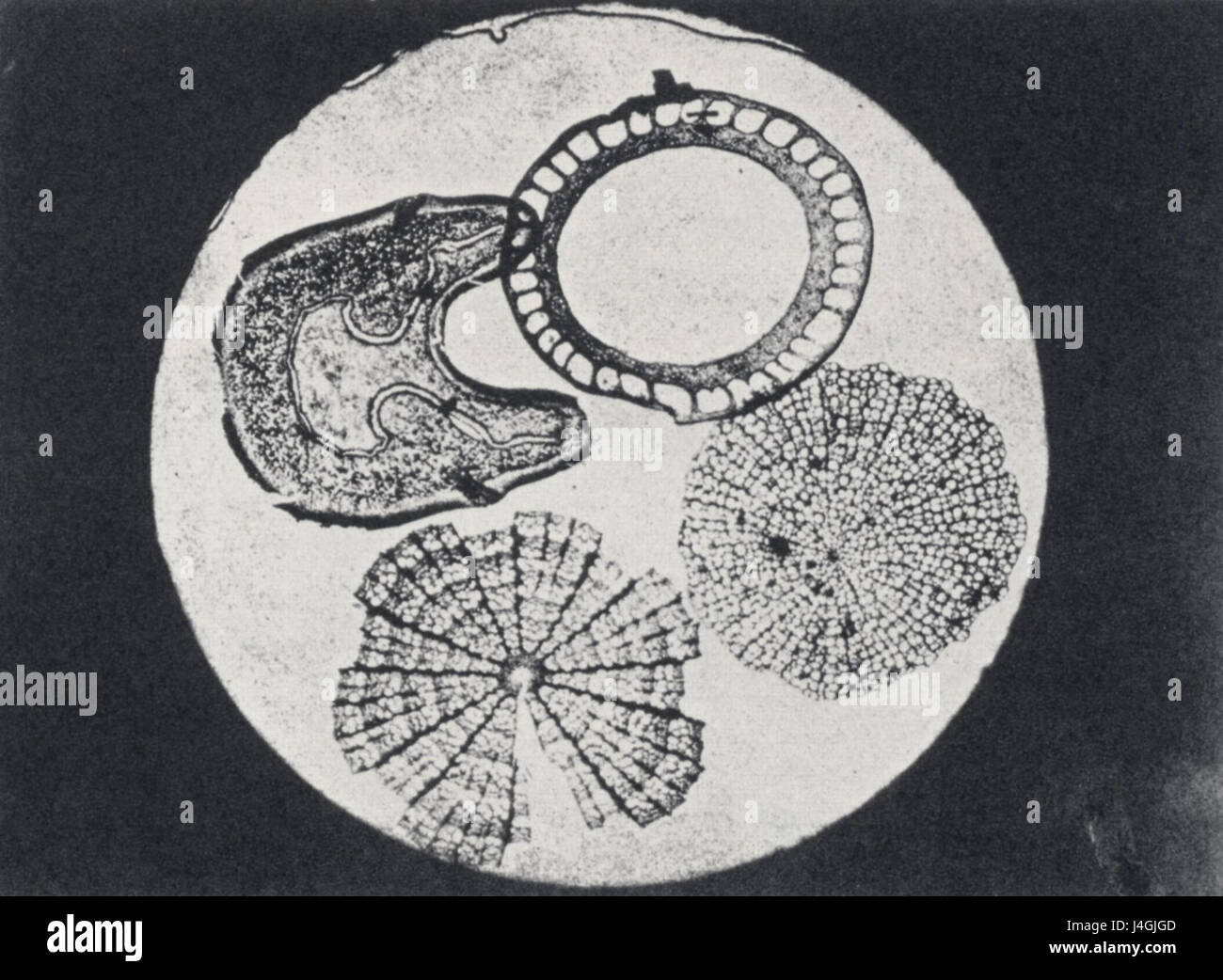 The Sonnenmikroskop is a scientific instrument used for solar ...