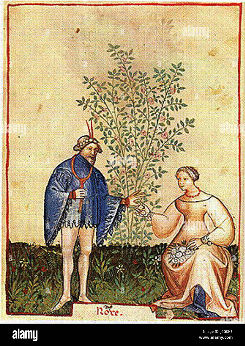 This image or artwork features a 'Tacuin Rose,' possibly referencing a ...