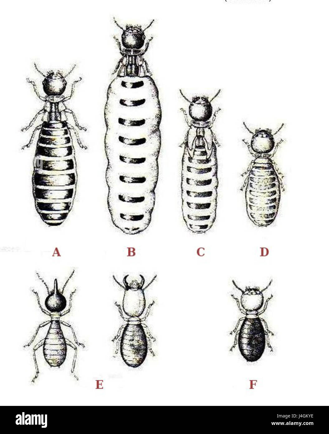 Colony termites worker soldier castes hi-res stock photography and ...
