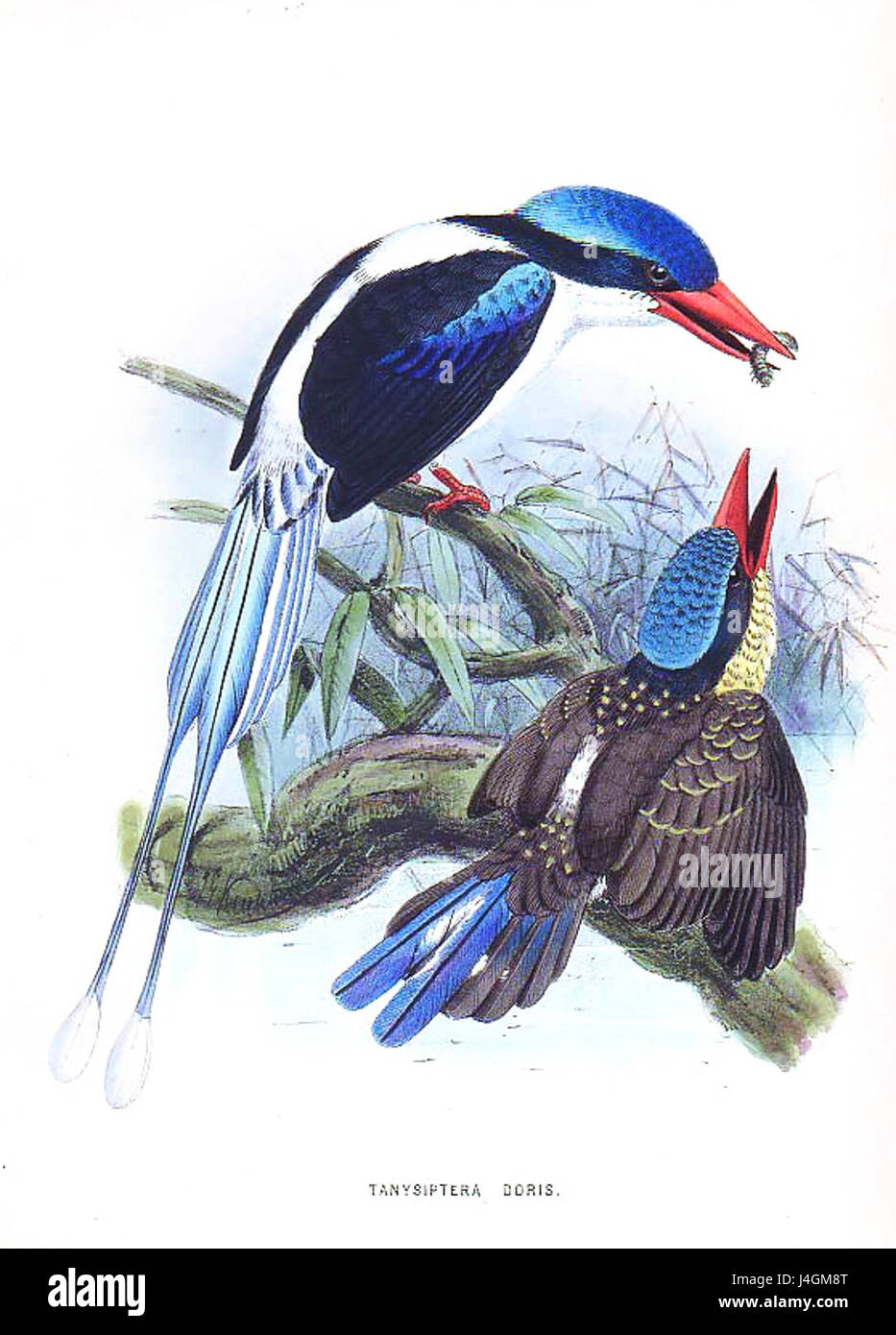 Tanysiptera galatea doris Stock Photo Alamy