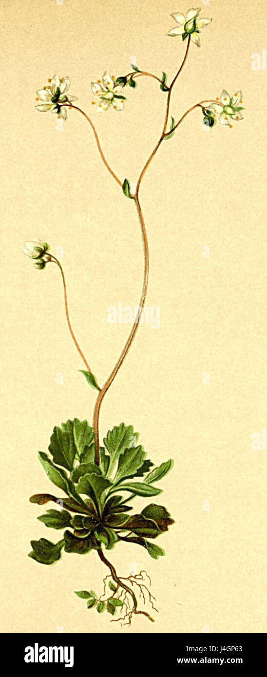 Saxifraga cuneifolia Atlas Alpenflora Stock Photo