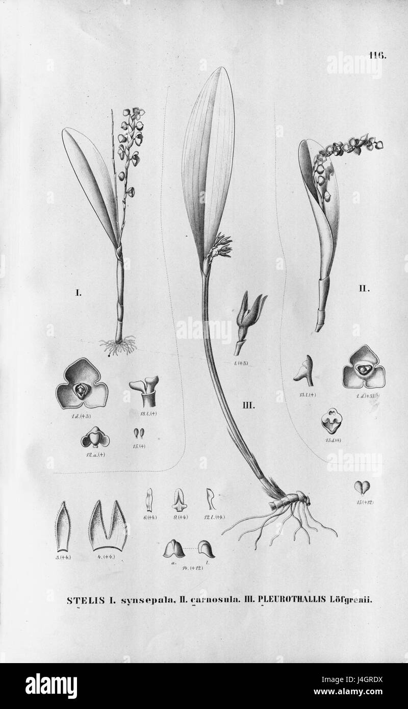Stelis synsepala   Stelis carnosula  Acianthera hoffmannseggiana (as Pleurothallis loefgrenii)   Fl.Br.3 6 116 Stock Photo