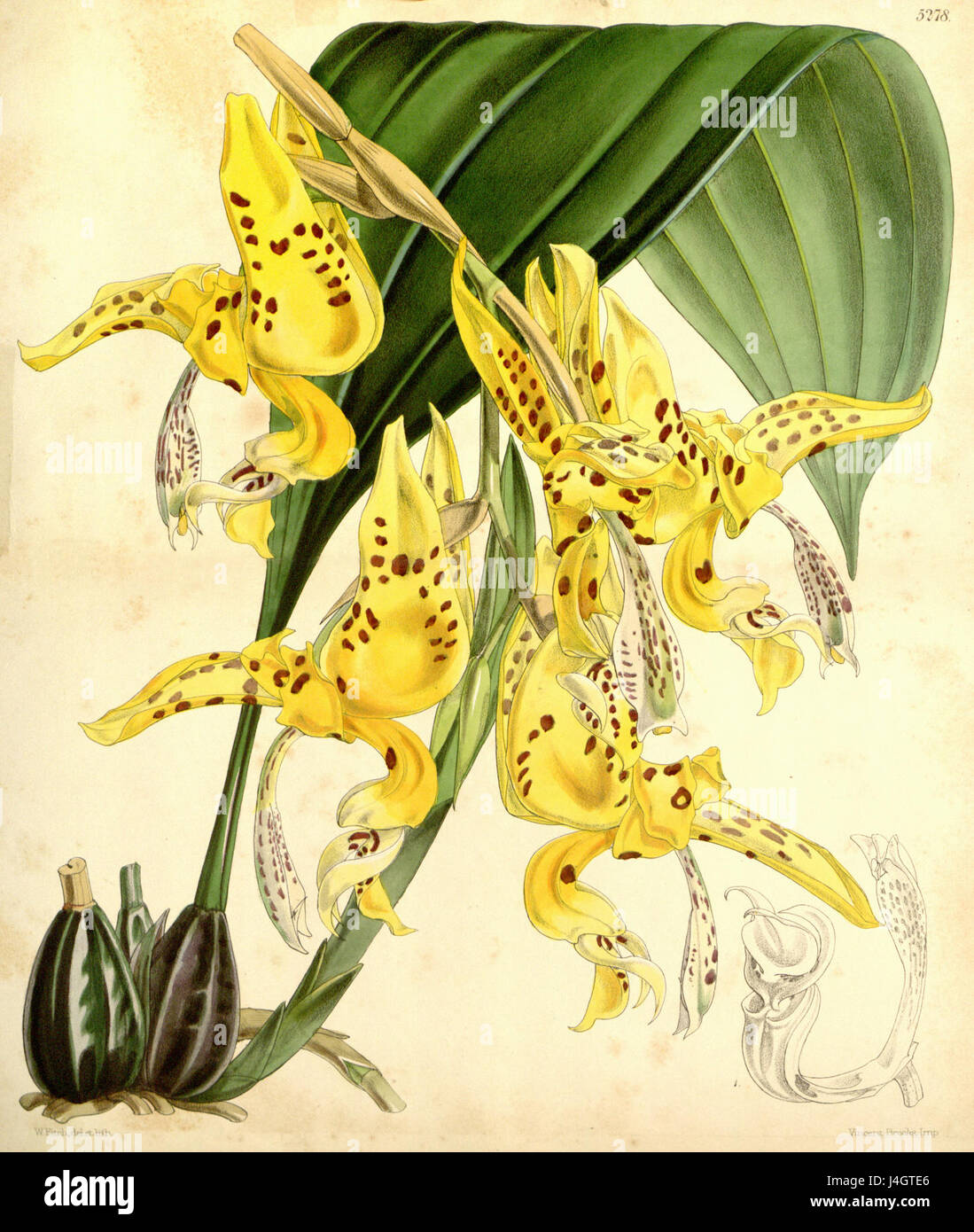Stanhopea bucephalus (= oculata) Curtis v 87 pl. 5278 (1861) Stock Photo