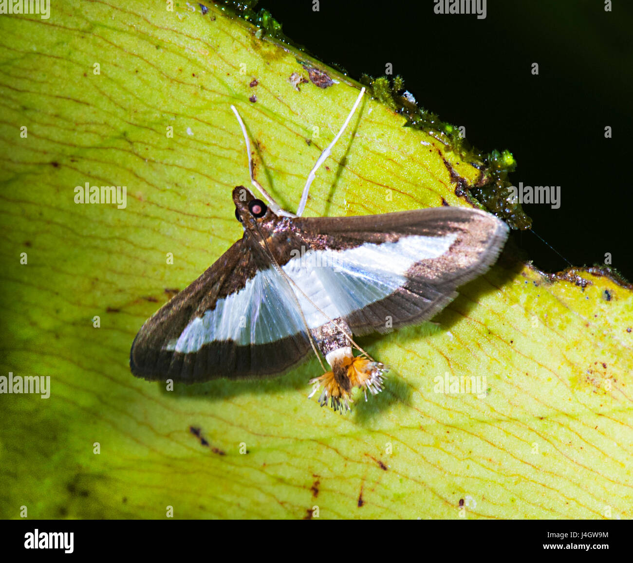 Cucumber Moth (Diaphania indica) displaying the long scales at the end of its abdomen, releasing pheromones to attract a mate. Queensland, Australia Stock Photo