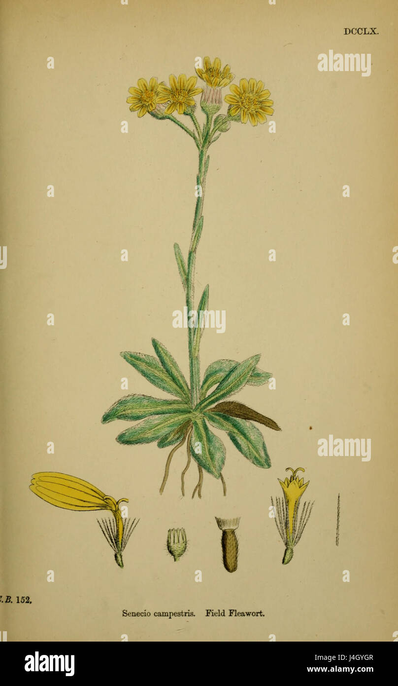 Tephroseris integrifolia ssp integrifolia Stock Photo
