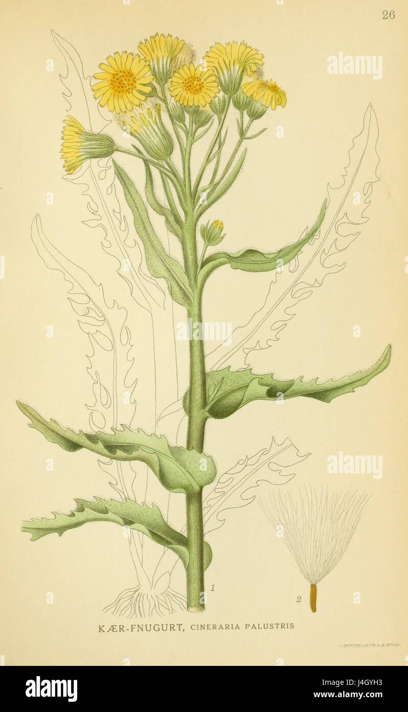 Tephroseris palustris001 Stock Photo