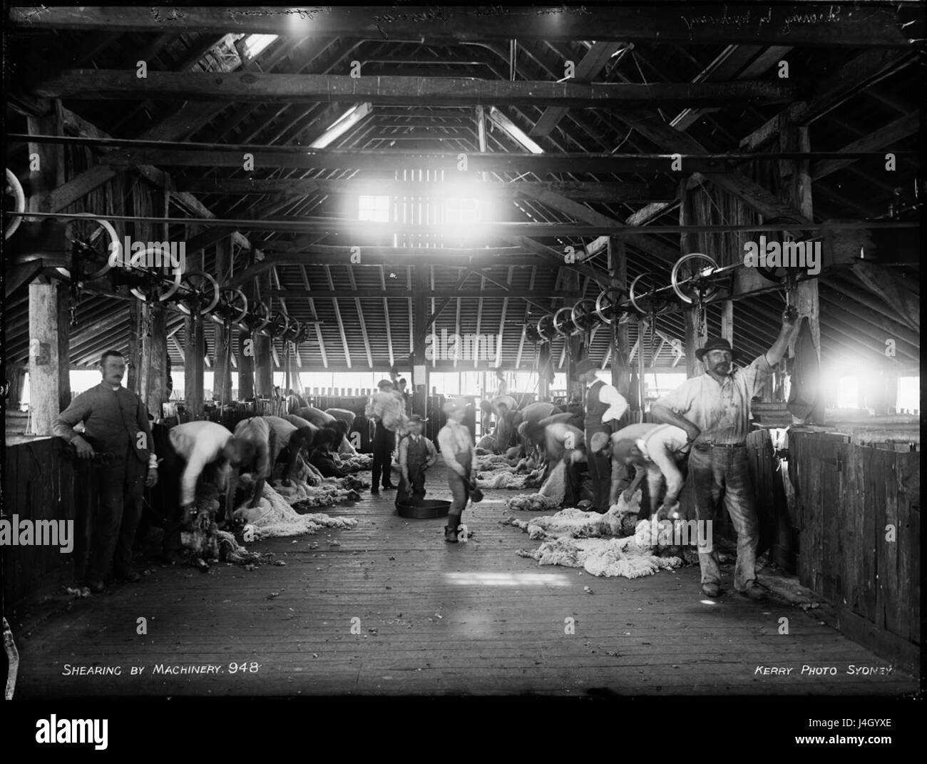 Shearing by machinery from The Powerhouse Museum Collection Stock Photo