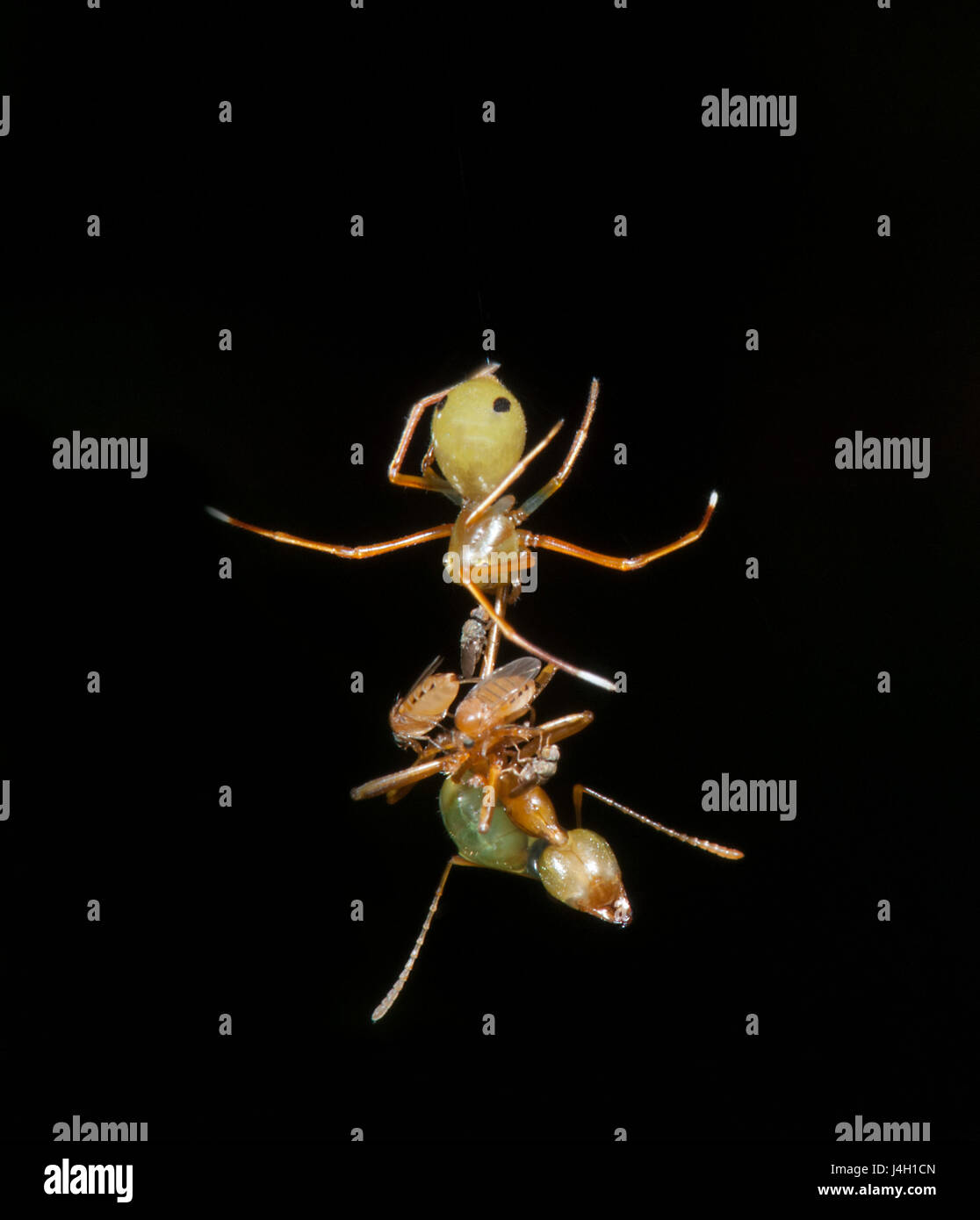 Amyciaea albomaculata hires stock photography and images Alamy