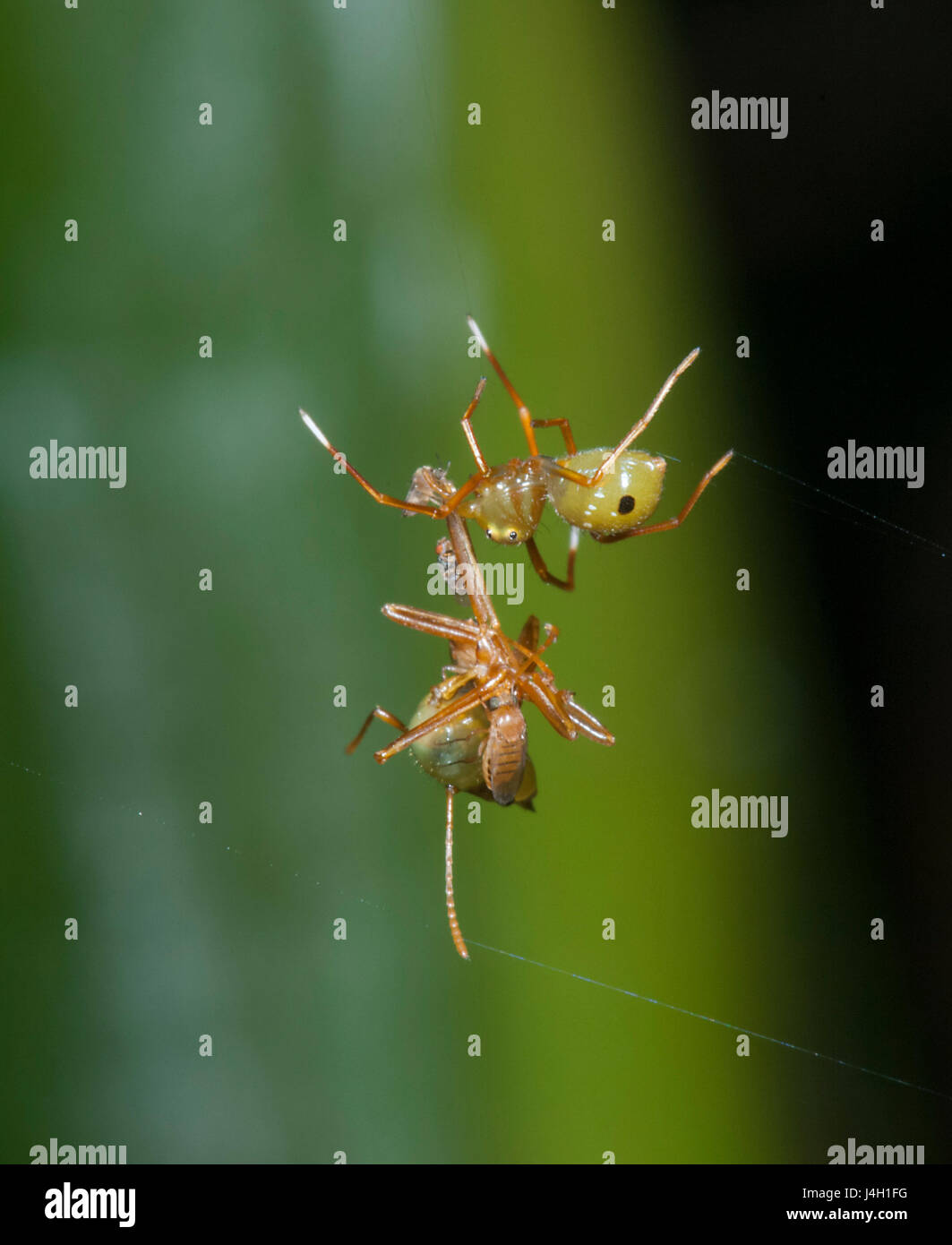 Amyciaea albomaculata hires stock photography and images Alamy