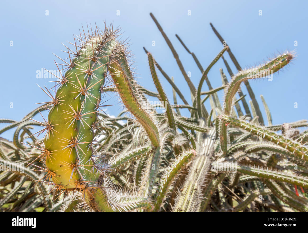 The twisted branches and sharp spines of a large octopus cactus, native to Mexico. Stock Photo