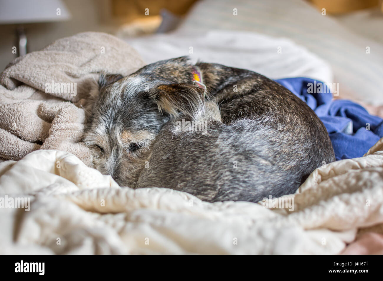 A small dog curled up into a ball, peacefully sleeping on a comfortable pile of blankets on the bed. Stock Photo