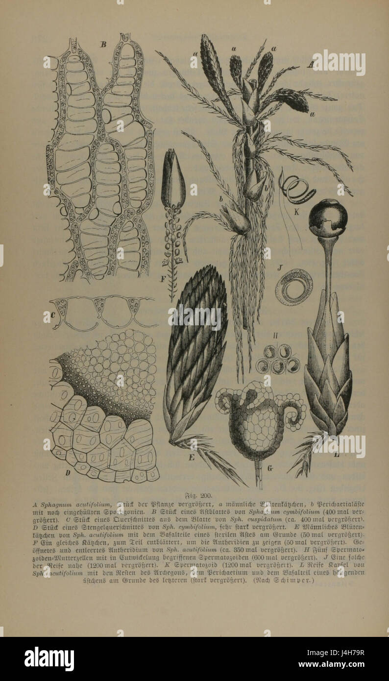 sphagnum moss diagram