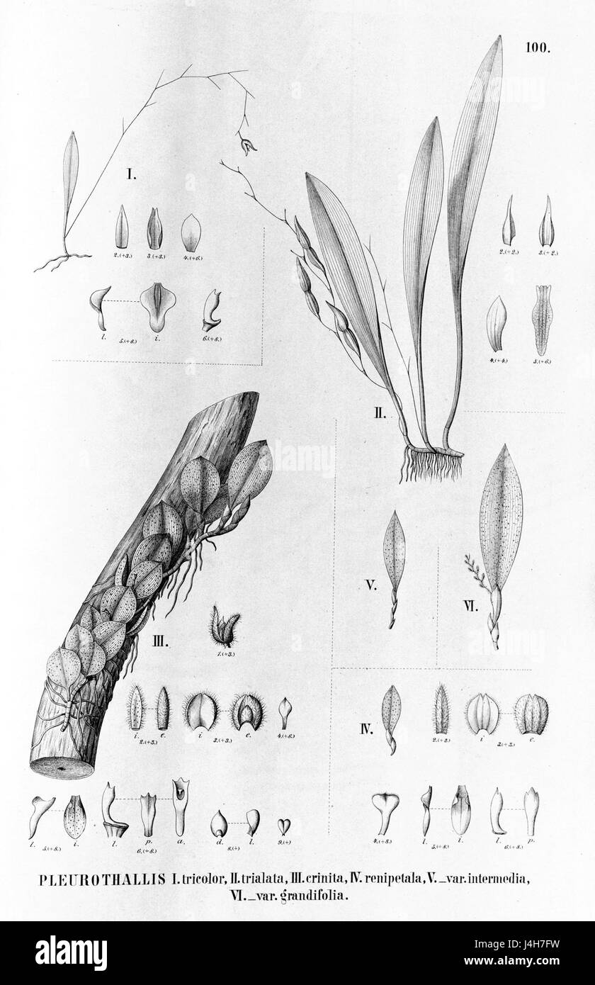 Respective botanical classifications hi-res stock photography and ...