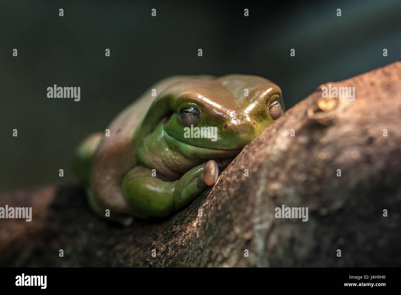 Australian green tree frog hi-res stock photography and images - Alamy