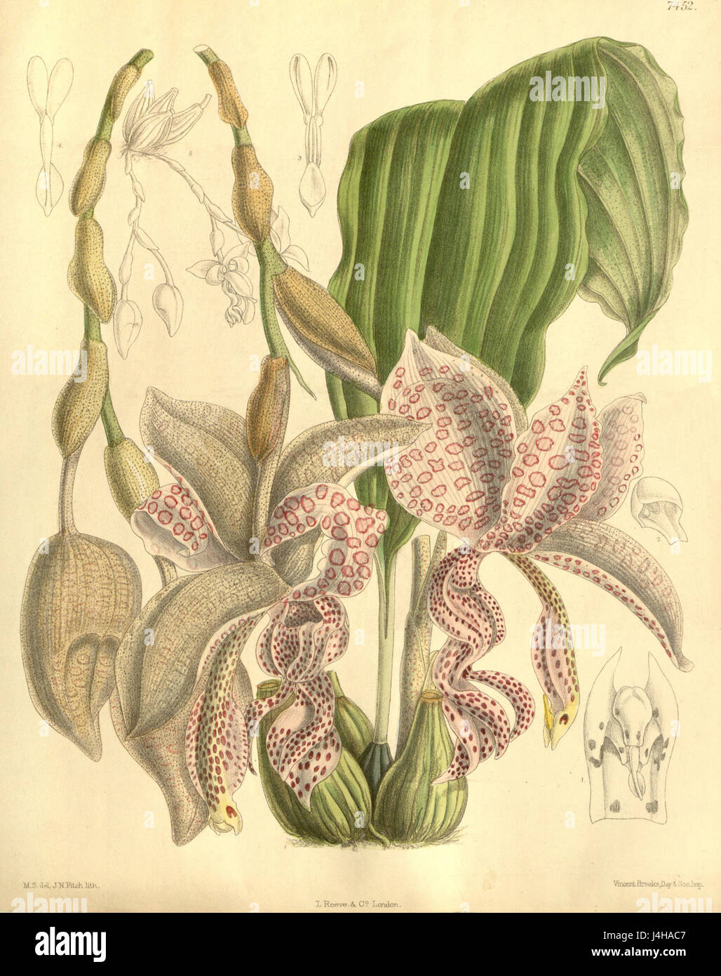 An illustration of the orchid species Stanhopea haseloffiana, also ...