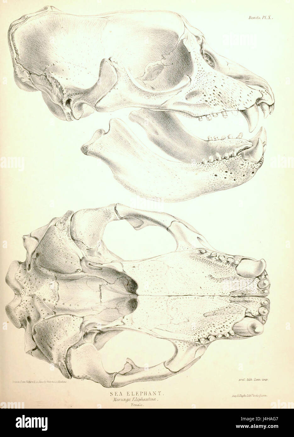 Southern Elephant Seal skull 1844 Stock Photo Alamy