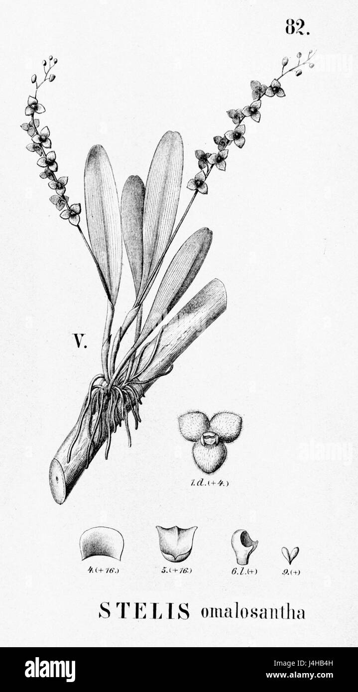 Stelis omalosantha   cutout from Flora Brasiliensis 3 4 82 fig V Stock Photo