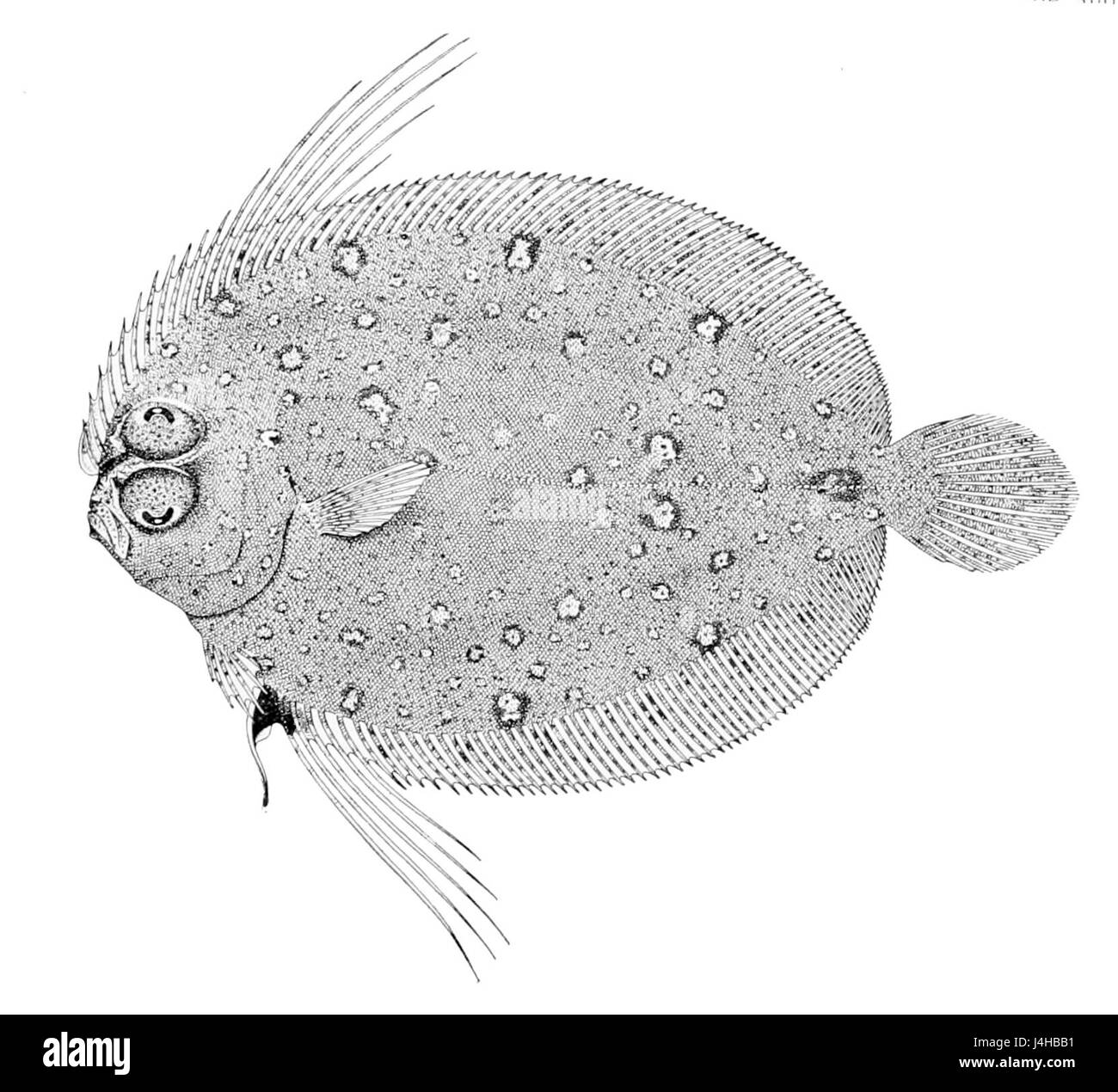 Taeniopsetta radula, commonly known as the false sole, is a species of flatfish found in the Indo-Pacific region. This fish has a distinct body shape, with both eyes on one side, and is typically found in sandy or muddy bottoms of shallow coastal waters. It is not commonly found in commercial fishing, but its unique features make it of interest to marine biologists and ichthyologists studying flatfish diversity. Stock Photo