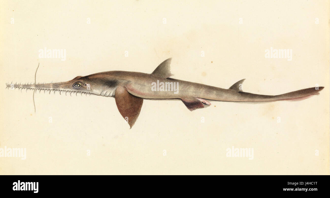 Saw shark hi-res stock photography and images - Alamy
