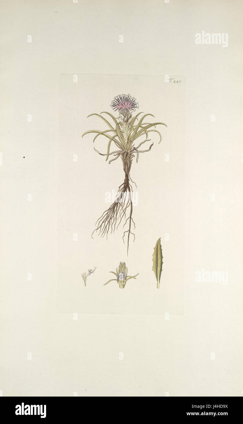 Saussurea pygmaea   001x Stock Photo