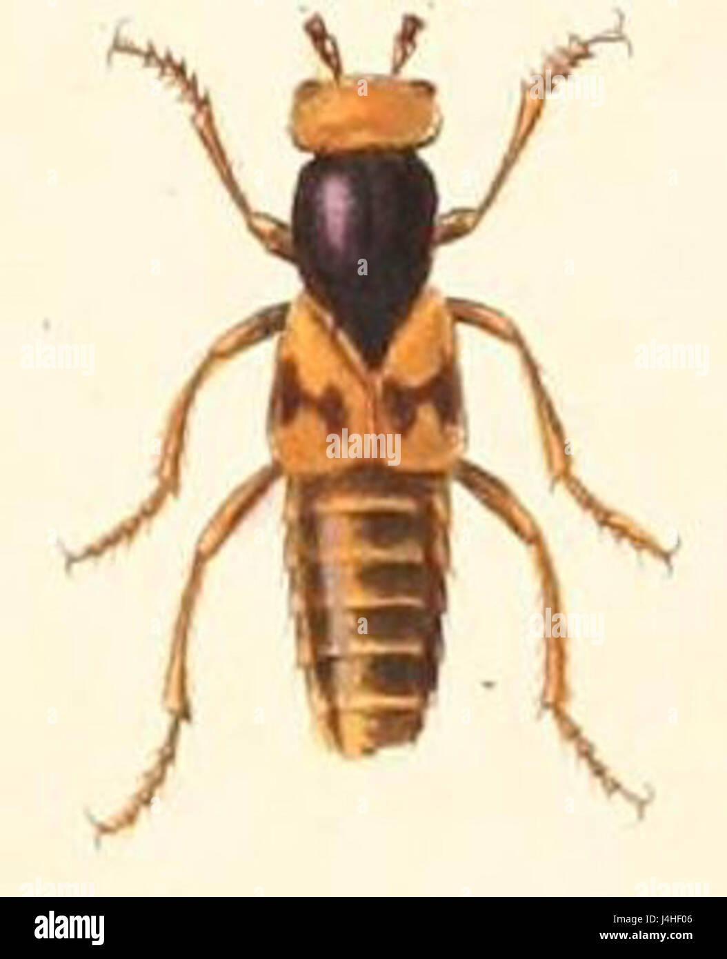 Staphylinus interruptus Stock Photo